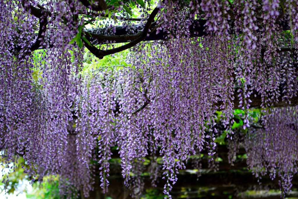 紫式部公園の春その壱