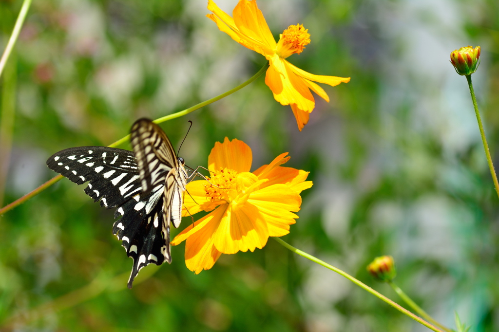 秋の花と蝶