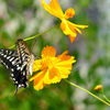 秋の花と蝶