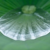 蓮の水溜り