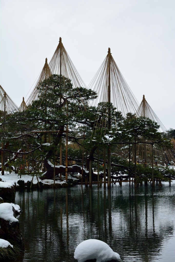 兼六園雪つり