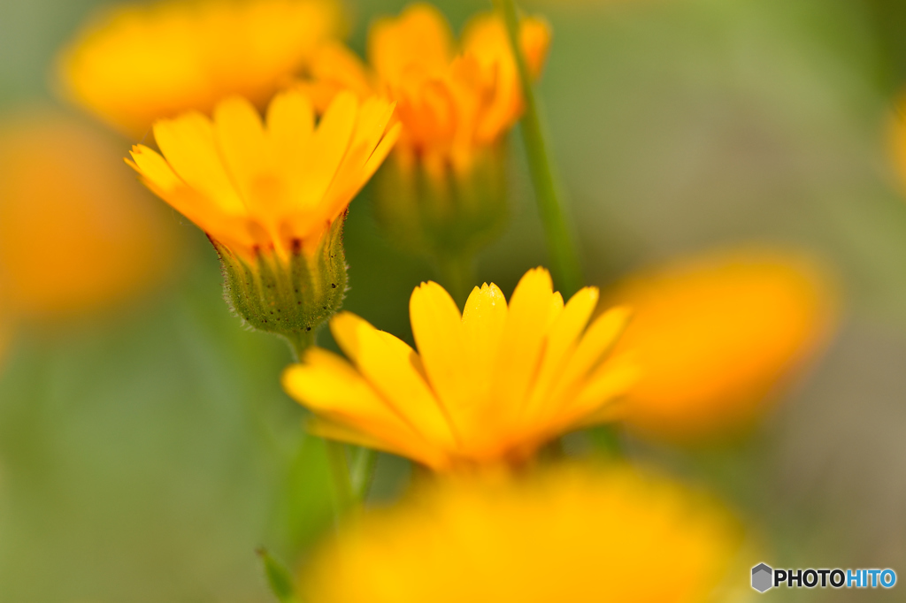 万象花壇春の花1