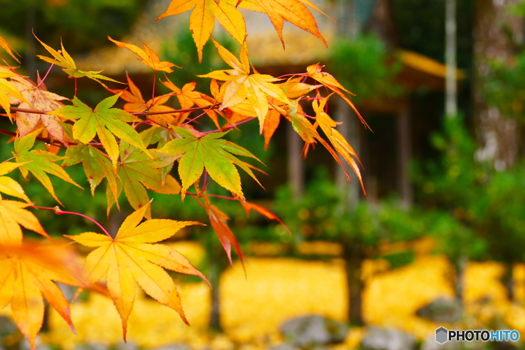 岩戸落葉神社横からパートⅡ