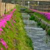 水門付近に咲く芝桜