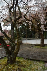 三宝院の桜