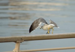 カモメ～が飛んだ～