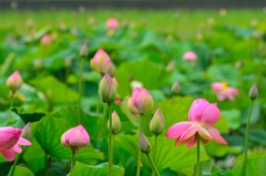 花はす公園の朝