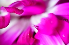 朝の花びら