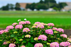 紫陽花に舞う