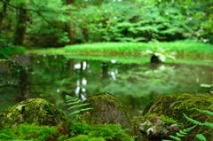 苔と池のある風景