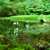 苔と池のある風景