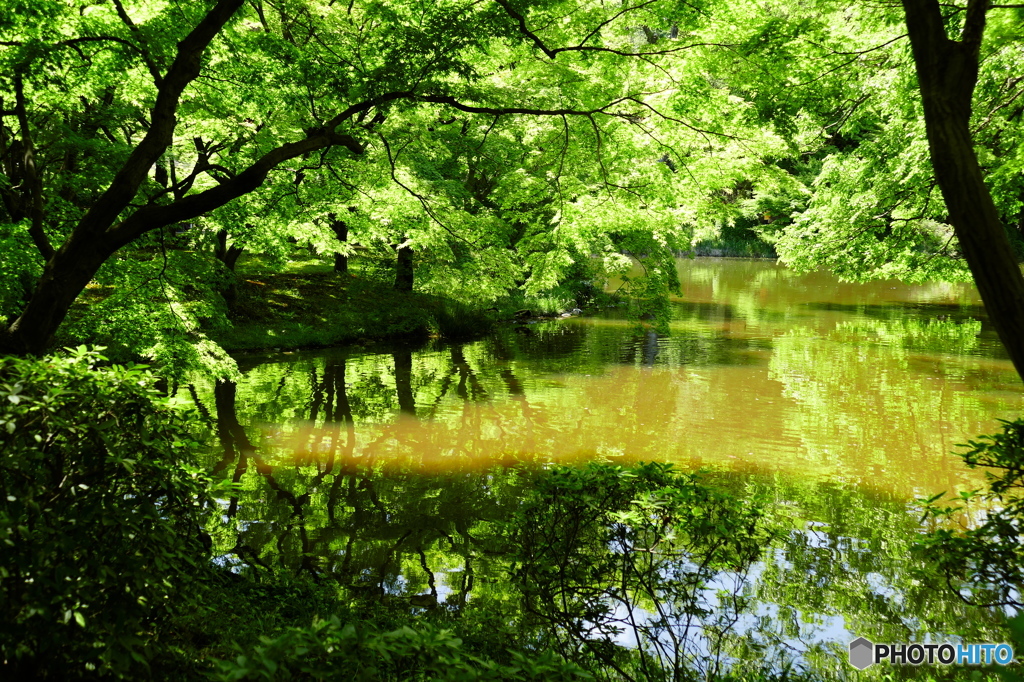 土色の池