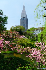 新宿御苑から1