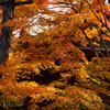 京都散策、蓮華寺　弐