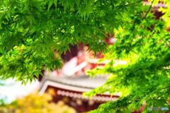 浅草寺の新緑