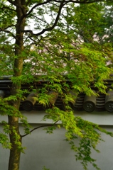 新緑と古瓦