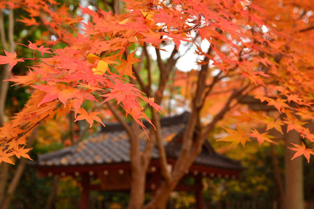 京都散策、蓮華寺にて