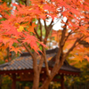京都散策、蓮華寺にて