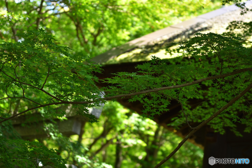 蓮華寺の夏