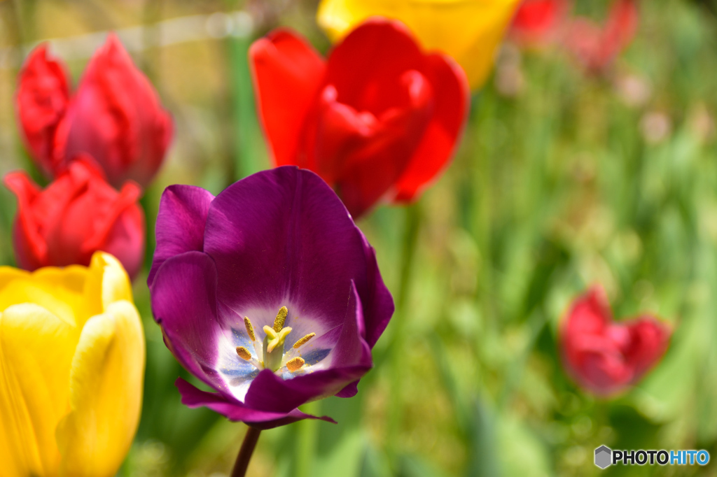 何処かのお宅の花壇にて