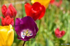 何処かのお宅の花壇にて