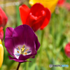 何処かのお宅の花壇にて