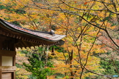 愛宕念仏寺2015の2