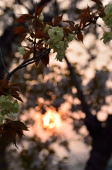 夕日とウコン桜