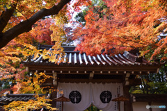 光明寺紅葉の道へ