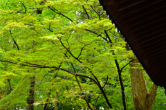 気比神宮春の片隅