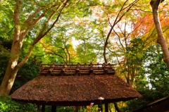 祇王寺は緑が主役