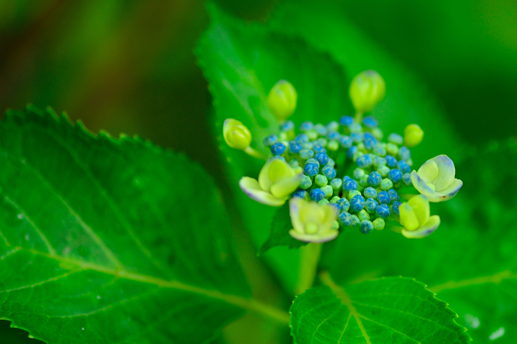 額紫陽花壱