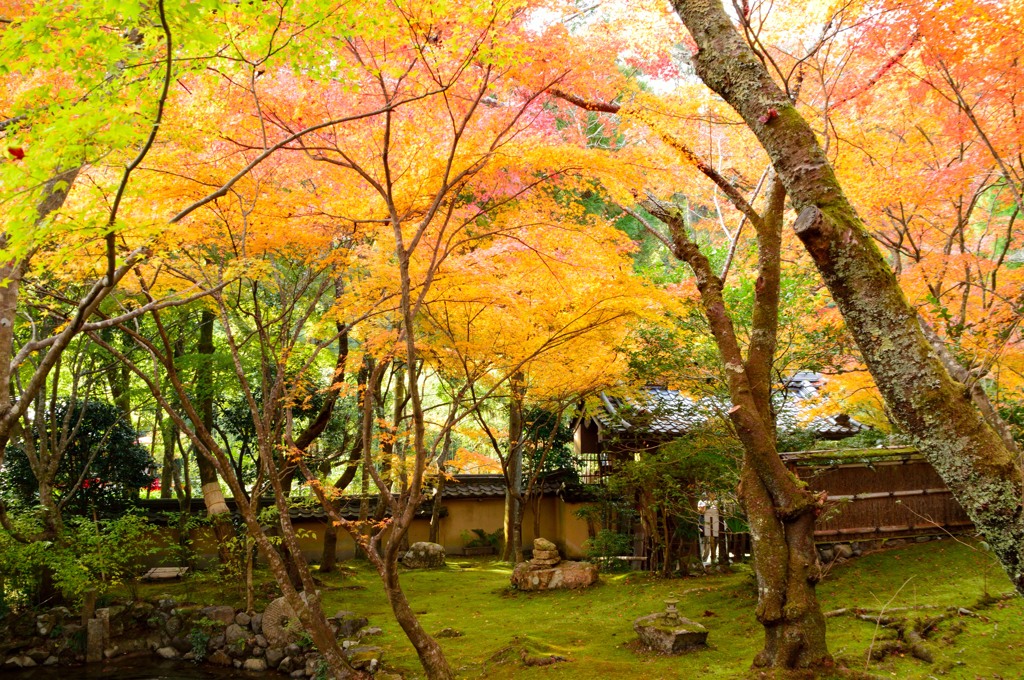 檀林寺の黄葉