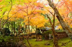 檀林寺の黄葉