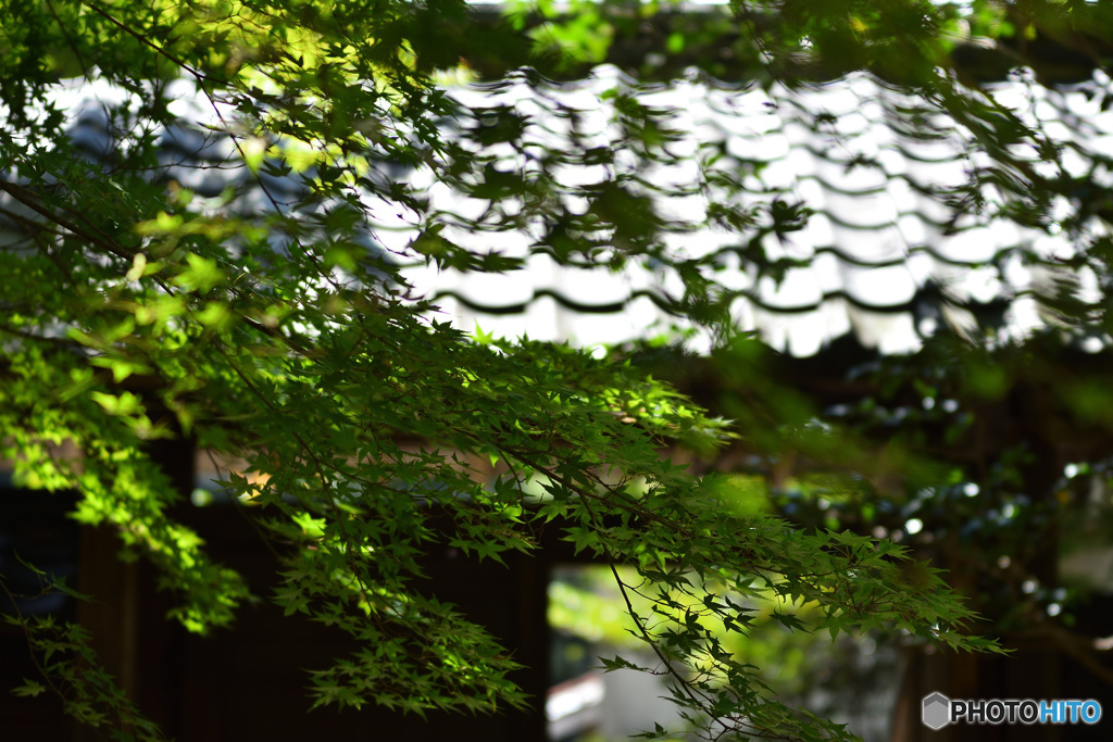 蓮華寺　光と瓦