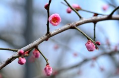 春一番