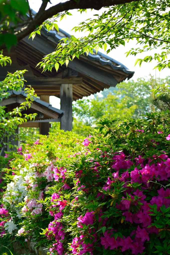 西福寺のツツジ