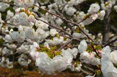 京都御苑から春