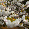 京都御苑から春