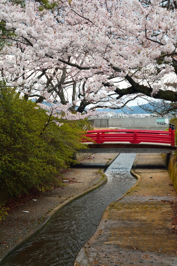 小浜公園の春