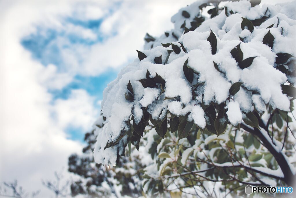 雪化粧