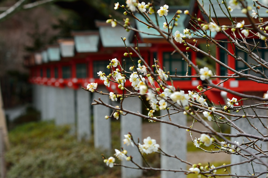 3分咲きの参道から