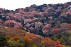 御子の山桜