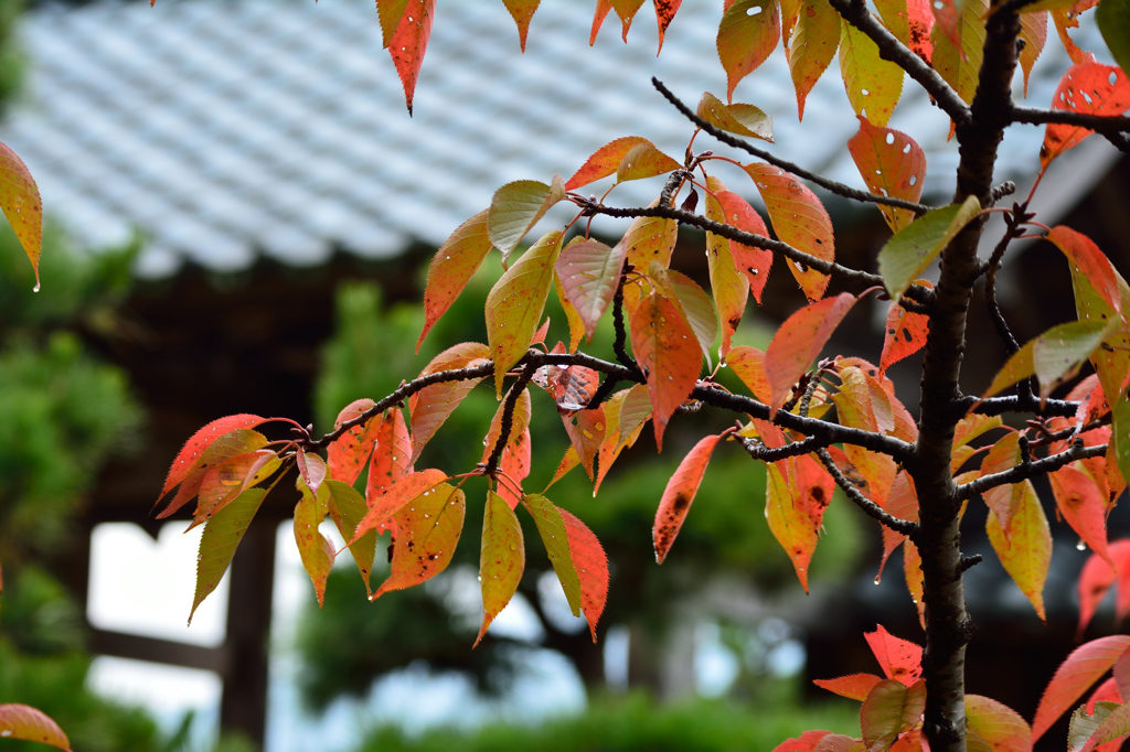 桜の濡れ紅葉