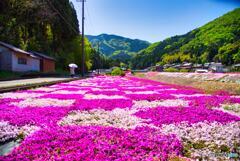 芝桜の絨毯