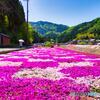 芝桜の絨毯