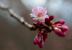 春までがんばる不断桜