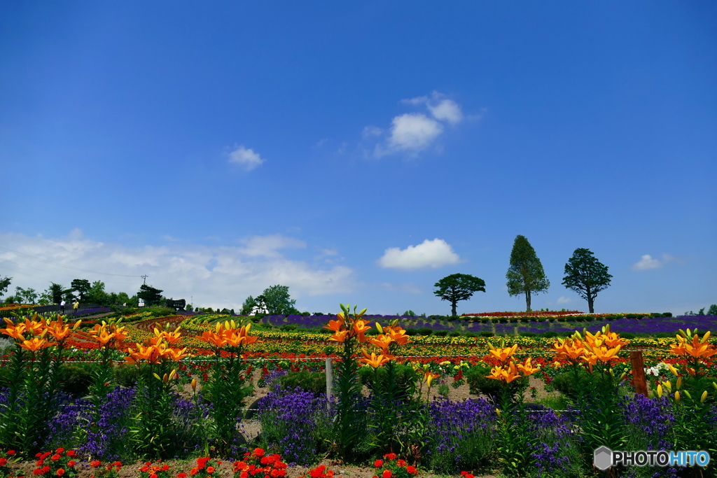 ぜるぶの丘の花畑