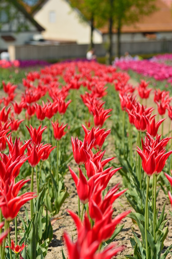 燃える花