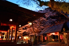 花換祭ー夜桜と金ヶ崎宮